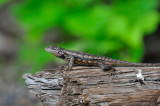 South Llano River SP 5-29-10 0114.JPG