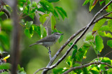 Turneffe Flats Belize 3-18-11 2631.JPG