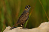 Anahuac NWR 10-1-10 2916.JPG