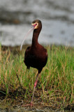 Brazoria NWR 4-21-11 0256.JPG