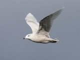 Vitvingad trut - Iceland Gull (Larus glaucoides)