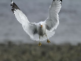 Ringnbbad ms - Ring-billed Gull (Larus delawarensis)