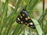 Fläckig glansspinnare - Scarlet Tiger (Callimorpha dominula)