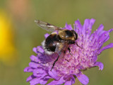 Humleblomfluga - Volucella bombylans (Volucella bombylans)