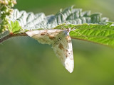 Backfältmätare - Silver-ground Carpet (Xanthorhoe montanata)