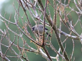 Azordomherre - Azores Bullfinch (Pyrrhula pyrrhula murina)