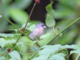 Azorbofink - Azores Chaffinch (Fringilla moreletti)