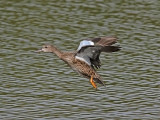 Blvingad rta - Blue-winged Teal (Anas discors)