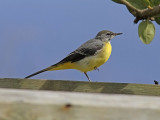 Forsärla - Grey Wagtail (Motacilla cinerea patriciae)