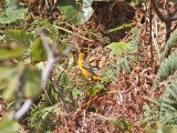 Nordlig trupial - Baltimore Oriole (Icterus galbula)