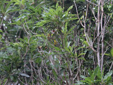 Messngare - Northern Parula (Parula americana)