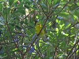 Blåvingad skogssångare - Blue-winged Warbler (Vermivora pinus)
