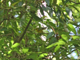 Blåvingad skogssångare - Blue-winged Warbler (Vermivora pinus)