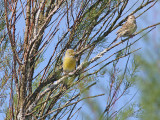 Kanariesiska - Atlantic Canary (Serinus canaria)