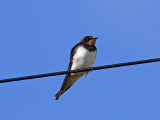 Ladusvala - European Barn Swallow (Hirundo rustica)