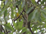 Blvingad skogssngare - Blue-winged Warbler (Vermivora pinus)