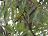 Blåvingad skogssångare - Blue-winged Warbler (Vermivora pinus)