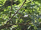 Kanadavireo - Philadelphia Vireo (Vireo philadelphicus)