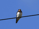 Ladusvala - Barn Swallow (Hirundo rustica)