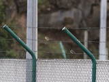 Törnsångare - Common Whitethroat (Sylvia communis)