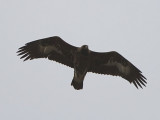Kungsrn - Golden Eagle (Aquila chrysaetos)