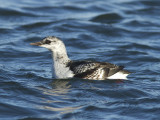 Tobisgrissla - Black Guillemot (Cepphus grylle)