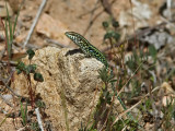 Tyrrensk murödla - Tyrrhenian Wall Lizard (Podarcis tiliguerta)