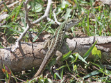 Tyrrensk murödla - Tyrrhenian Wall Lizard (Podarcis tiliguerta)