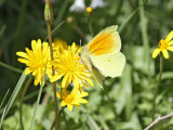 Sydlig citronfjril - Cleopatra (Gonepteryx cleopatra)