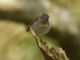 Mindre flugsnappare -  Red-breasted Flycatcher (Ficedula parva)