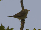 Lvsngare - Willow Warbler (Phylloscopus trochilus)