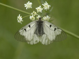 Mnemosynefjril - Clouded Apollo (Parnassius mnemosyne argiope)