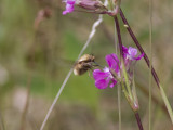 Prickvingad svvfluga - Bombylius medius (Bombylius medius)