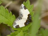 Hallonfltmtare - Beautiful Carpet (Mesoleuca albicillata)