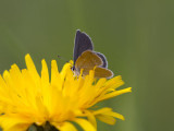 Mindre blvinge - Small Blue (Cupido minimus)