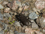 Videbock - Weaver beetle (Lamia textor)