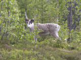 Ren - Reindeer (Rangifer tarandus)