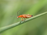 Common red soldier beetle (Rhagonycha fulva)