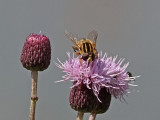 Pendelblomfluga - Brindled Hoverfly (Helophilus pendulus)