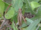 Back- / slttergrshoppa (Chorthippus brunneus/biguttulus) 