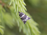 Blbrsbrokvecklare (Phiaris bipunctana)