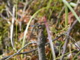 Bred krrtrollslnda - Lilypad Whiteface (Leucorrhinia caudalis)