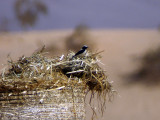 stlig Medelhavsstenskvtta - Black-eared Wheatear (Oenanthe melanoleuca)