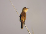 Trastsngare - Great Reed Warbler (Acrocephalus arundinaceus)
