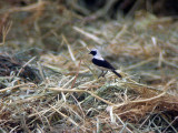 stlig Medelhavsstenskvtta - Black-eared Wheatear (Oenanthe melanoleuca)