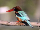 Smyrnakungsfiskare - White-throated Kingfisher (Halcyon smyrnensis)
