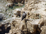 Hkrn - Bonellis Eagle (Hieraaetus fasciatus)