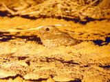 Nubisk nattskrra - Nubian Nightjar (Caprimulgus nubicus)