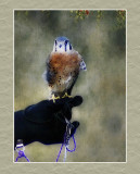 American Kestrel Version 1