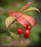 Crabapples Version 3